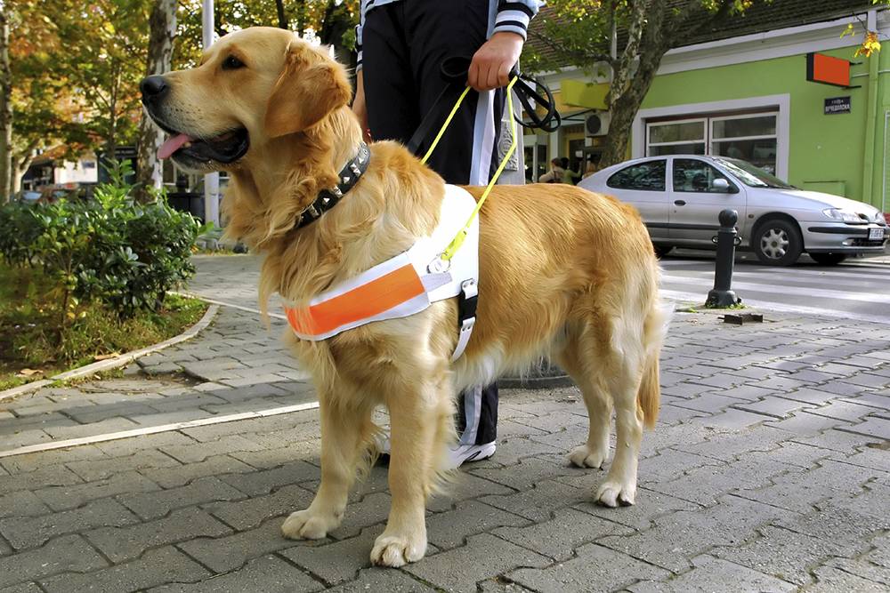 Service and Emotional Support Animals - Main View | Service and Emotional Support Animals | Disability Services | Centrenet Service and Emotional Support Animals - Main View | Service and Emotional Support Animals | Disability Services | Centrenet